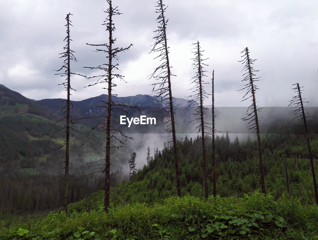 Winter mountain landscape. tall spruce trees covered with white clouds and misty fog in winter 