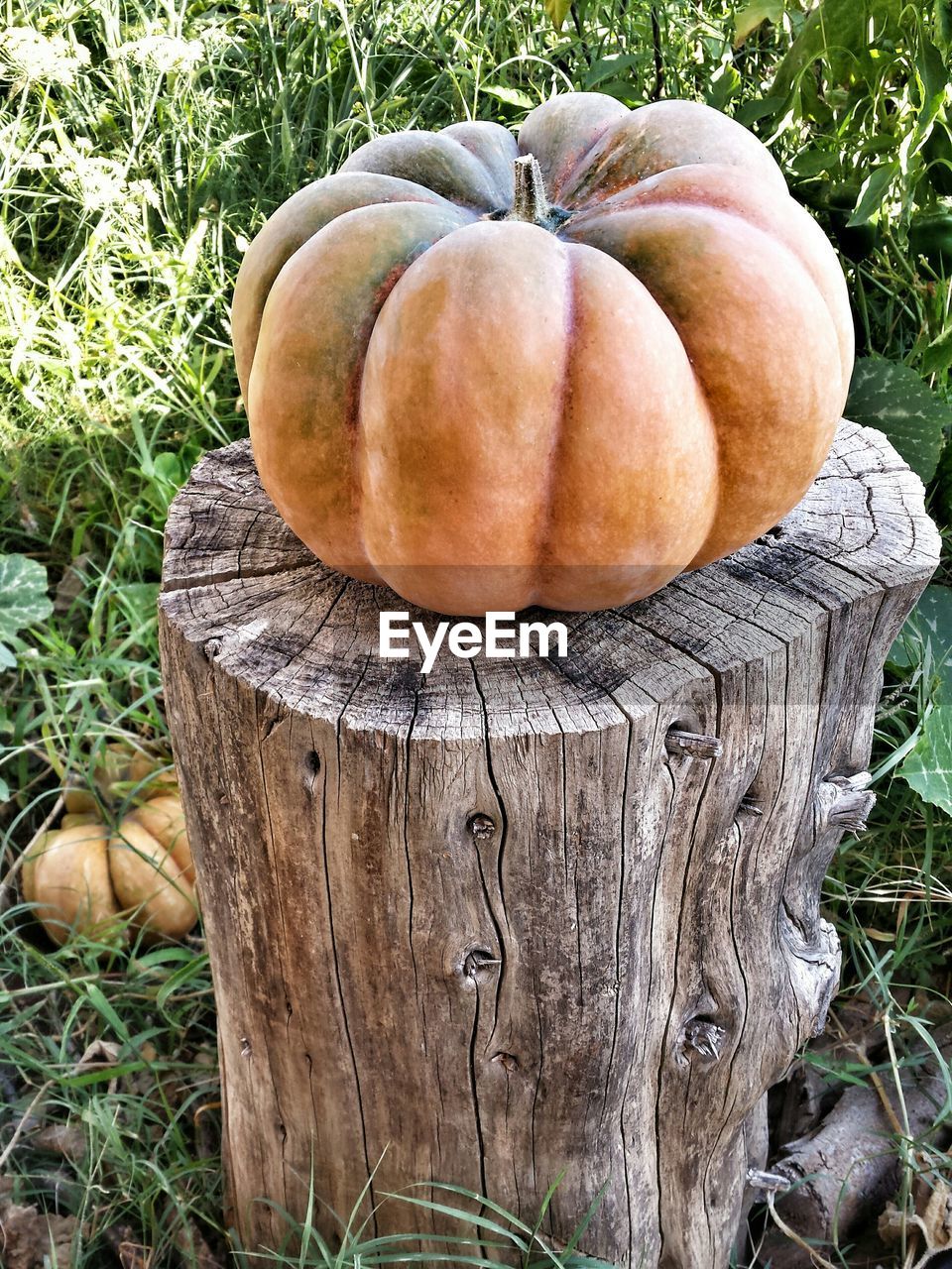 High angle view of pumpkin on tree stump on field