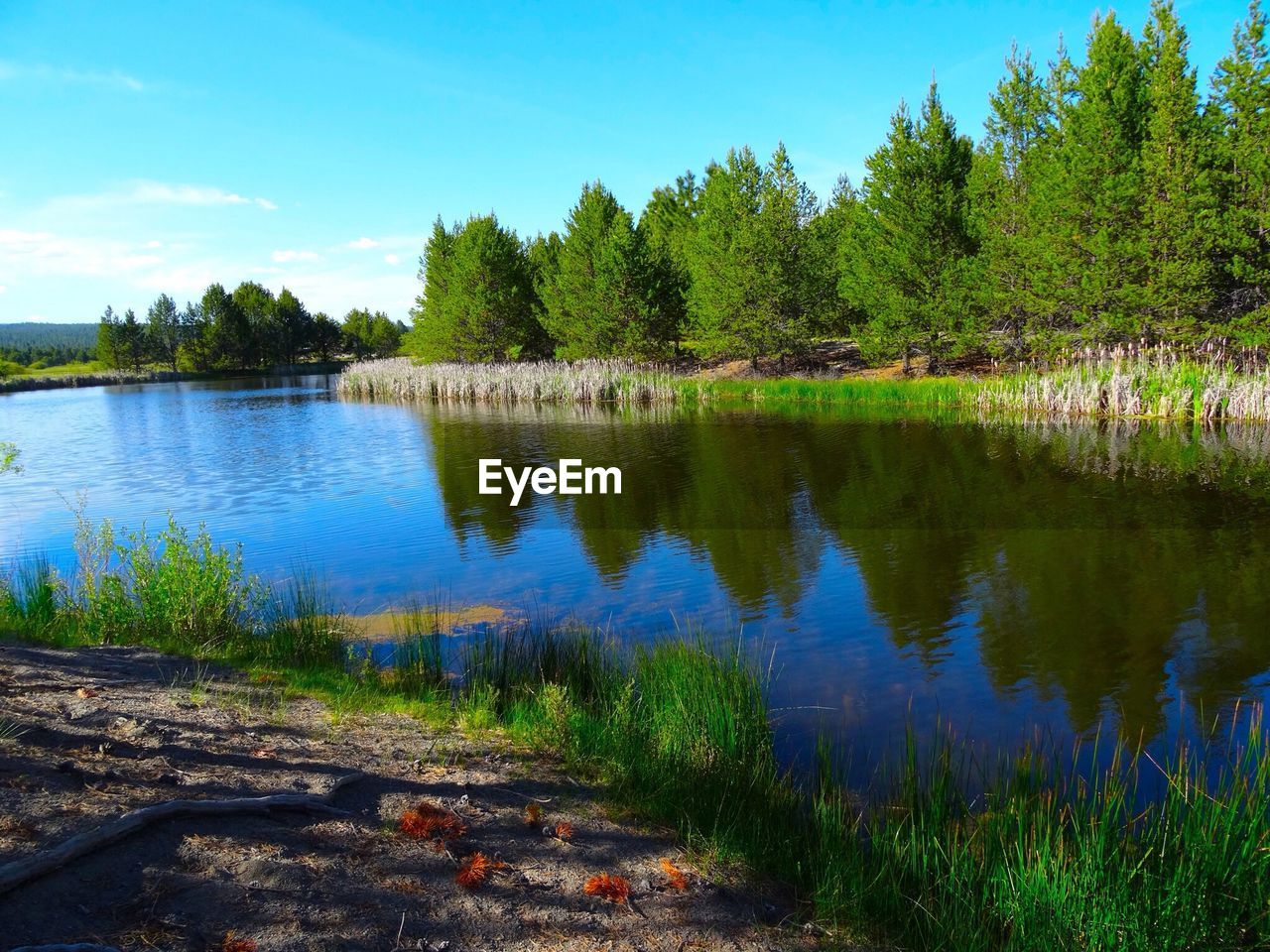 Scenic shot of reflection of trees in calm lake