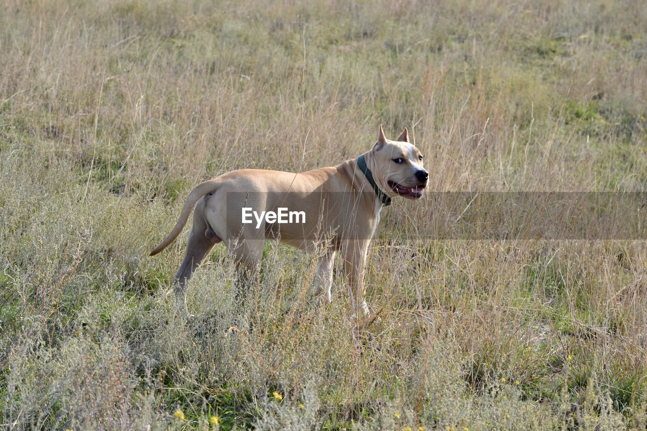 DOG RUNNING ON FIELD