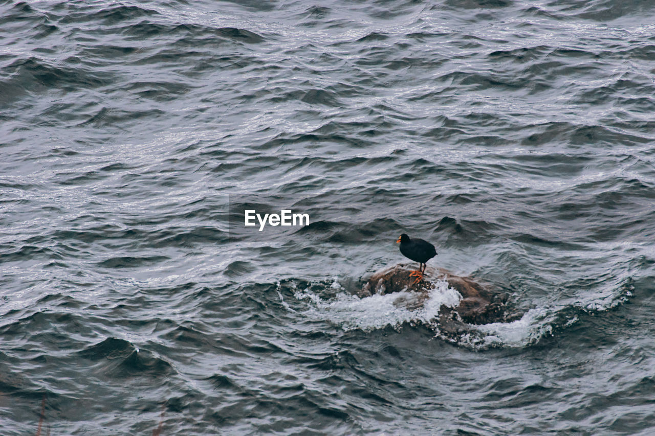 VIEW OF BIRD SWIMMING IN SEA