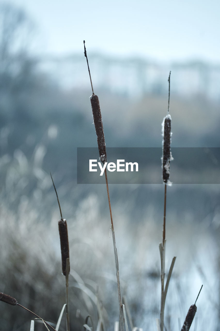 Frozen reeds near the rate in the city