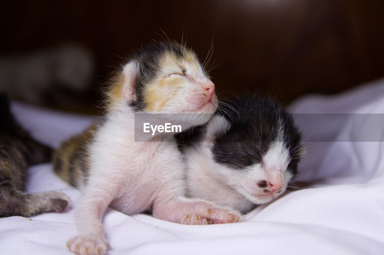 CLOSE-UP OF CAT SLEEPING IN BED