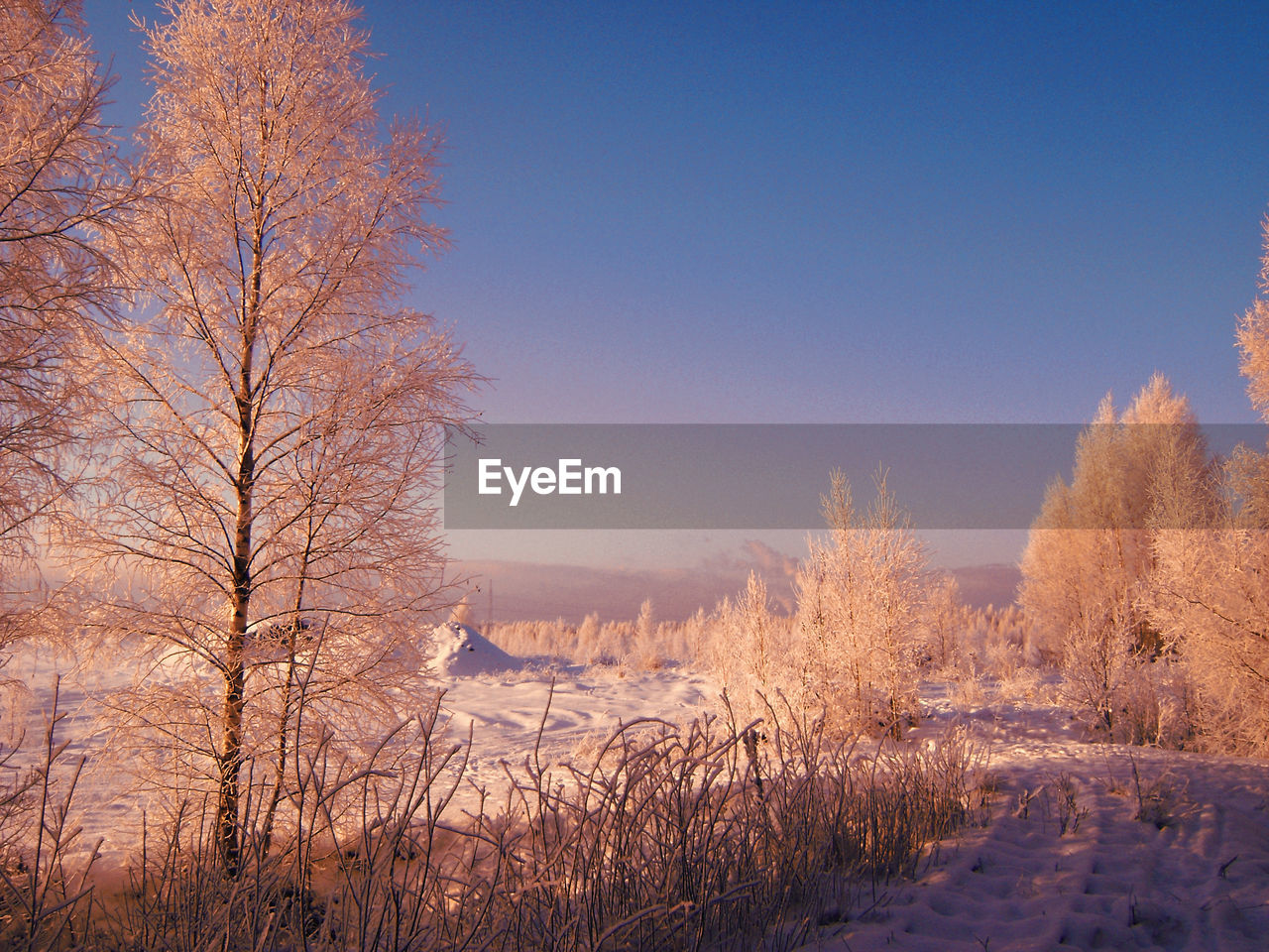 Bare trees on snow covered field against sky