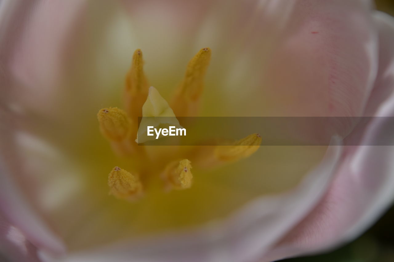 Macro shot of yellow flower