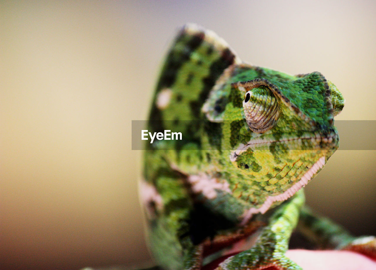 Detail shot of a chameleon