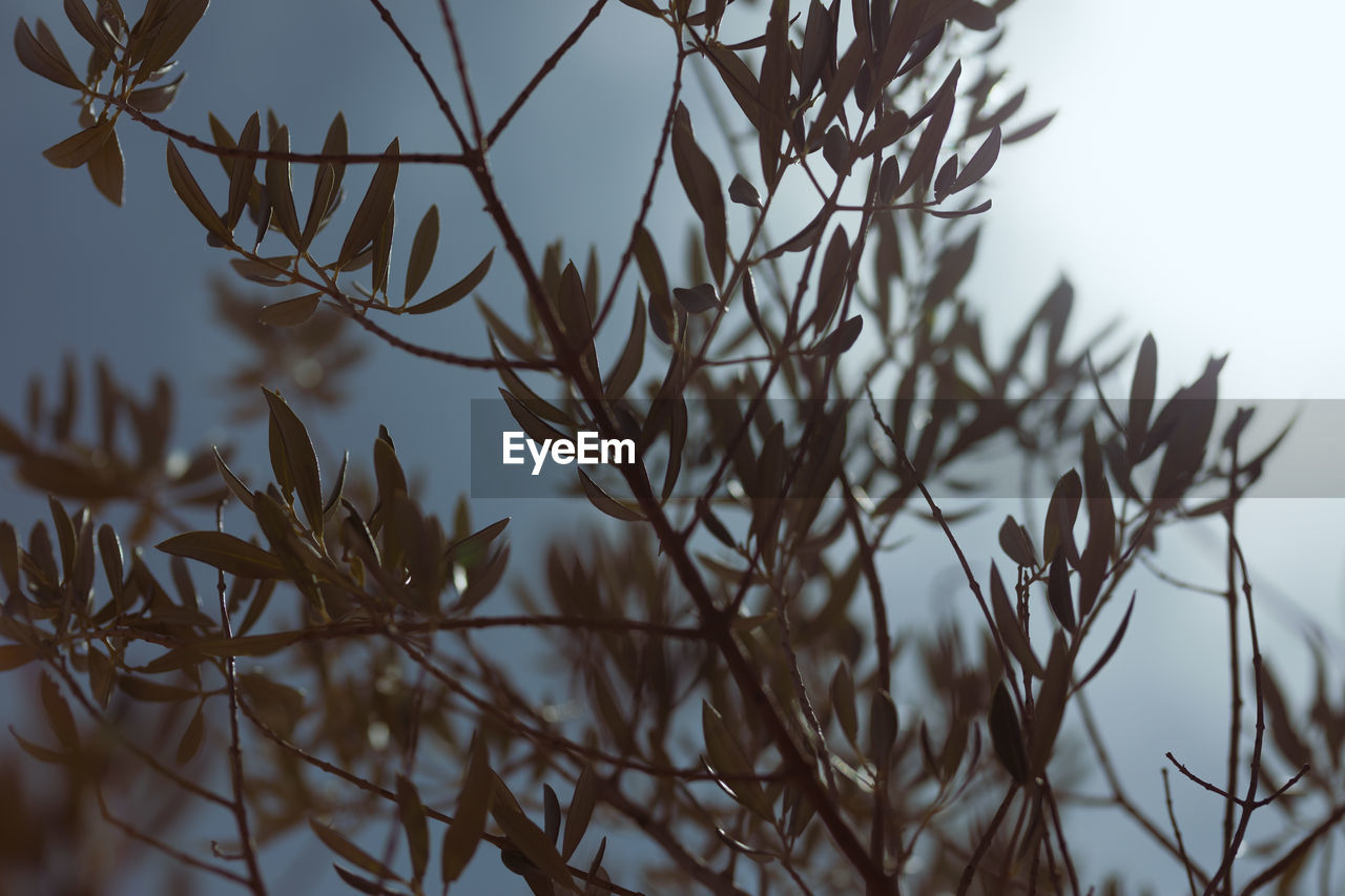 Low angle view of plants against sky