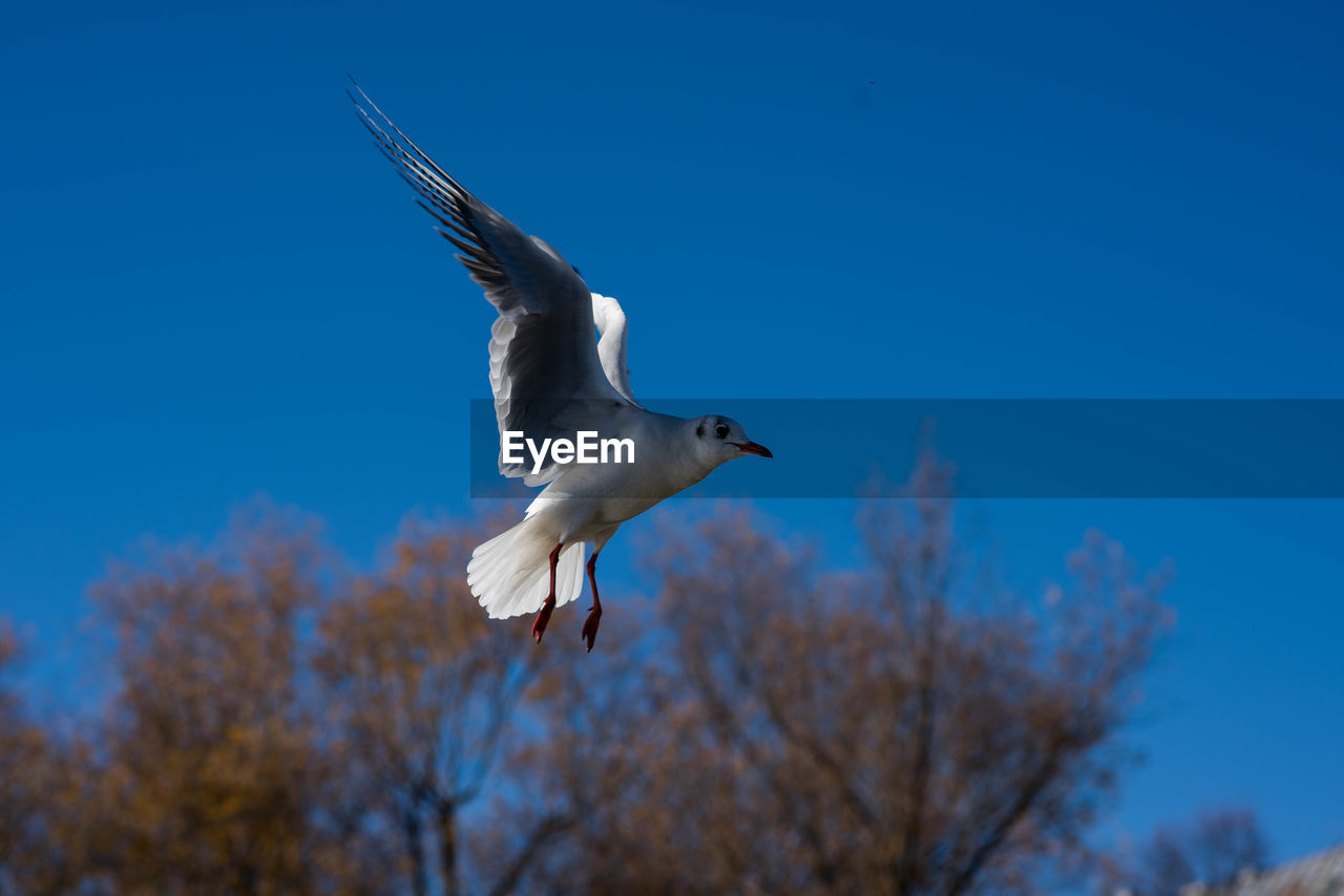 LOW ANGLE VIEW OF SEAGULL FLYING AGAINST CLEAR BLUE SKY