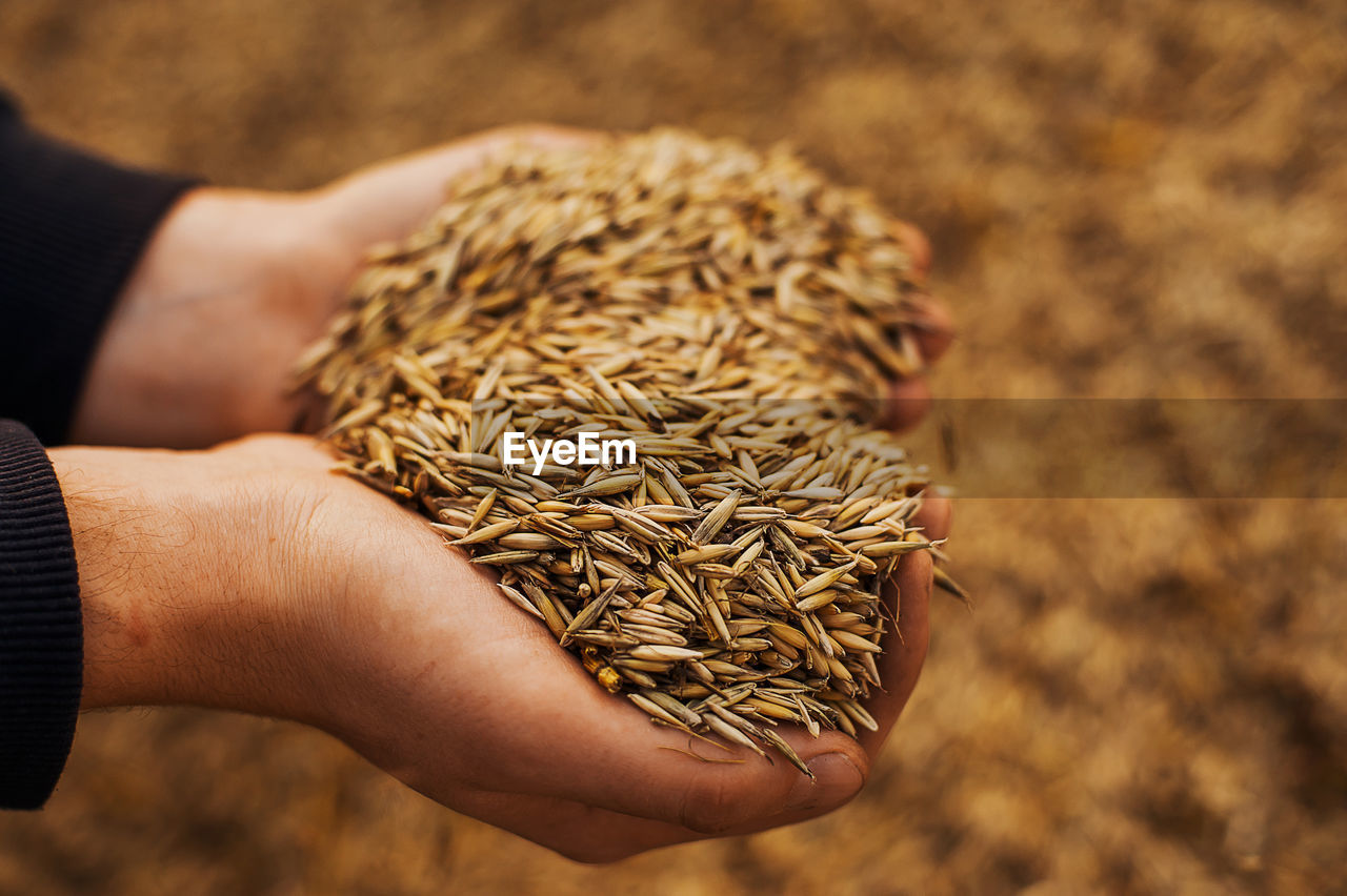 The hands of a farmer close-up holding a handful of wheat grains. rural meadow. rich harvest concept