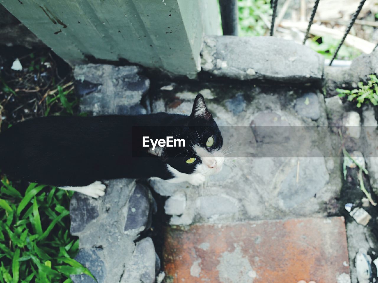 Directly above shot of cat on footpath