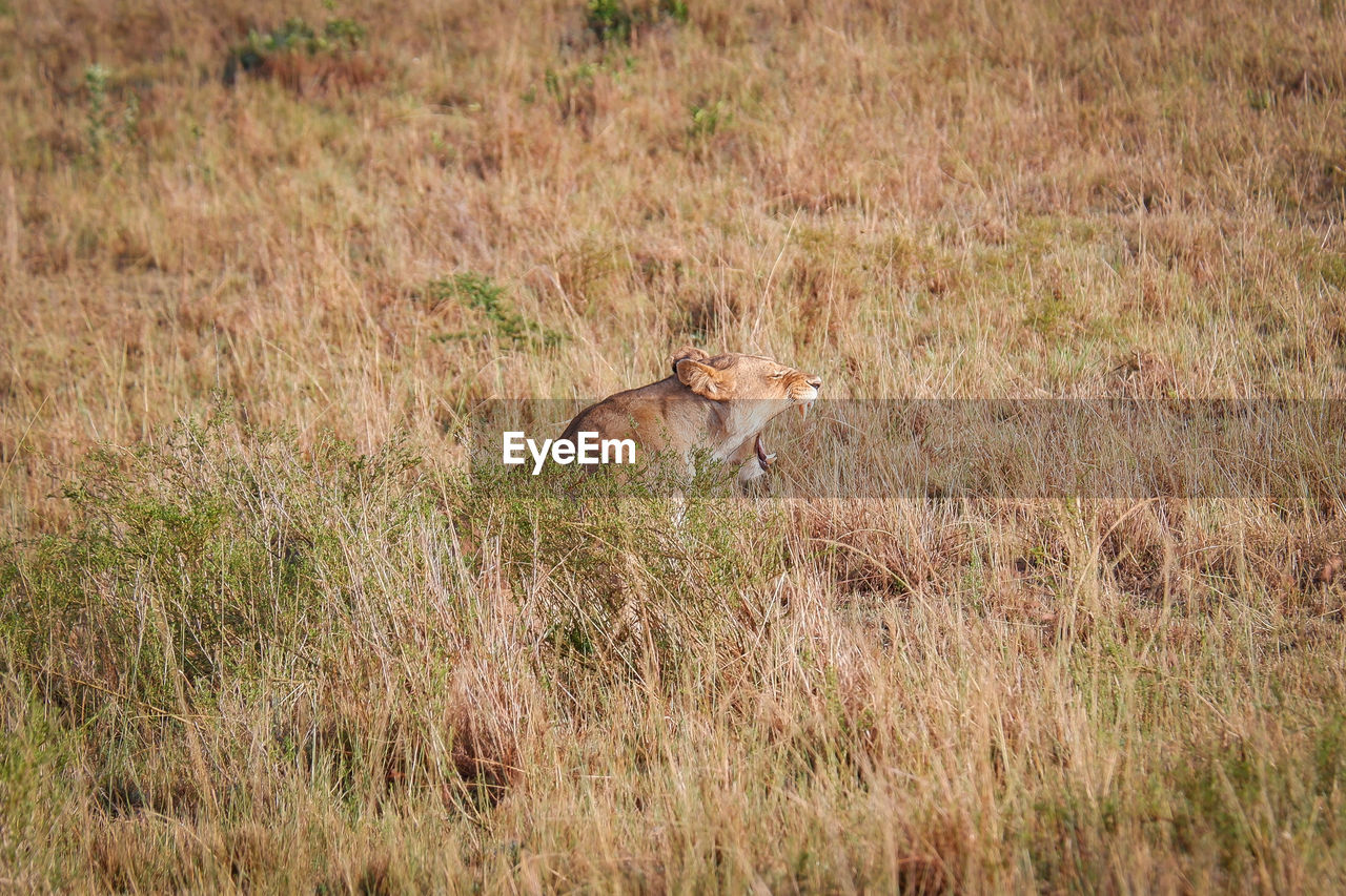 animal, animal themes, animal wildlife, wildlife, grass, prairie, mammal, grassland, plant, one animal, no people, nature, savanna, field, land, day, feline, cat, outdoors, safari, plain