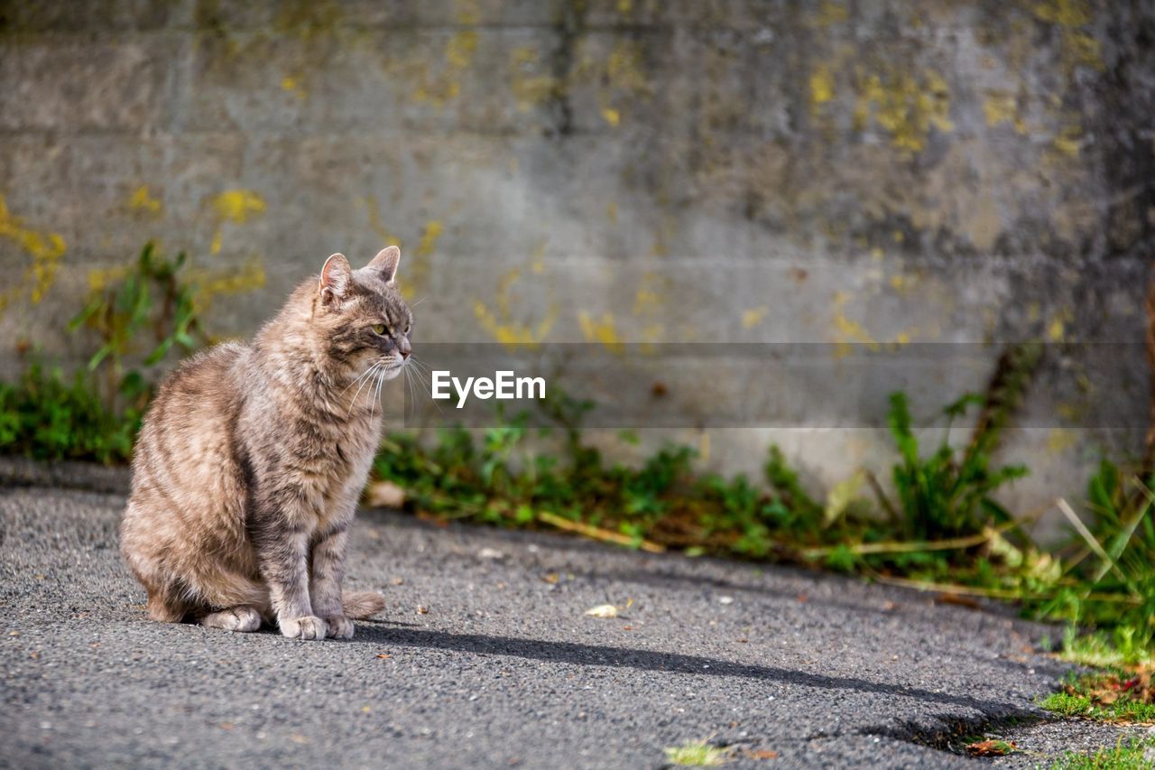 Side view of a cat looking away