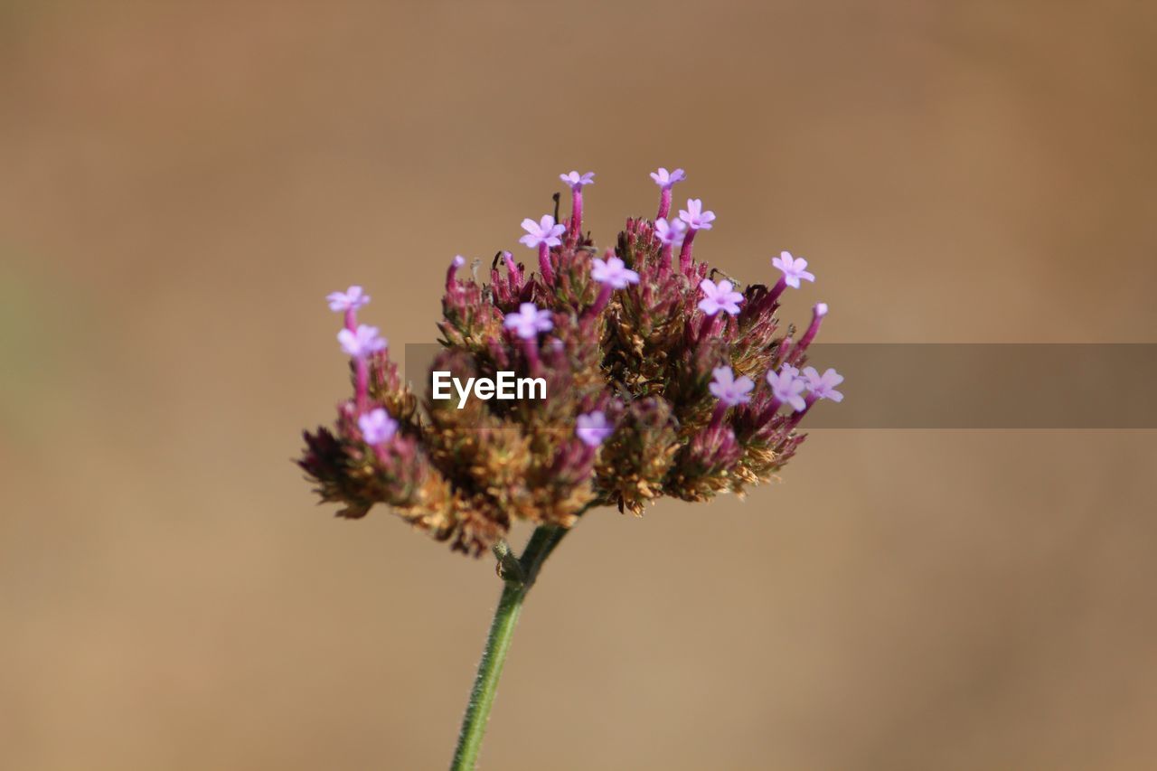 Close-up of purple flowering plant