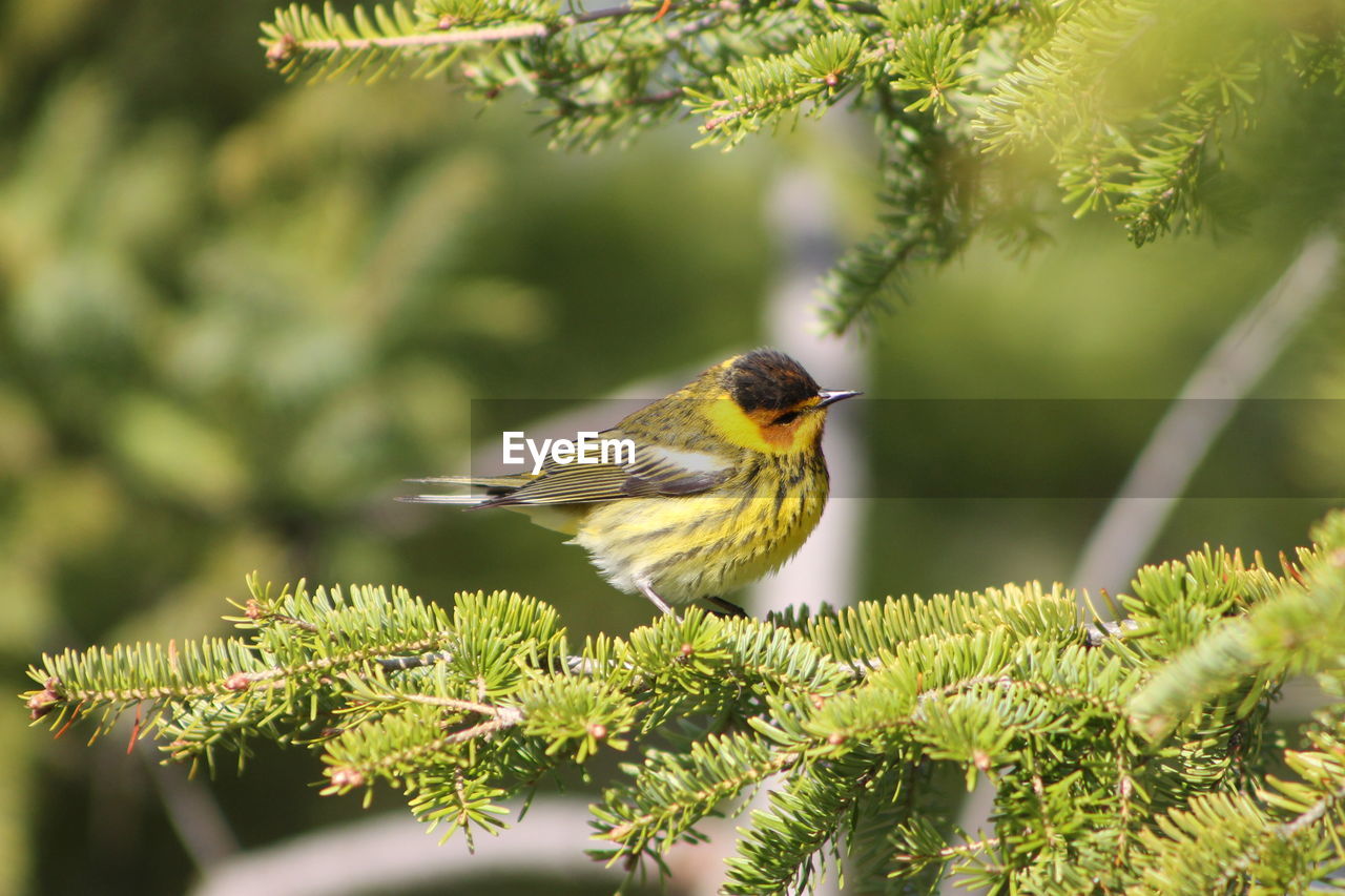 CLOSE-UP OF HUMMINGBIRD PERCHING ON TREE