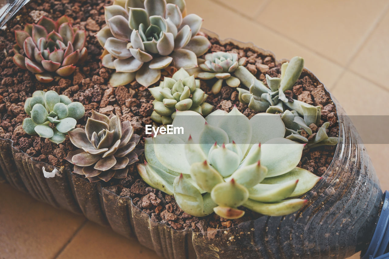 HIGH ANGLE VIEW OF SUCCULENT PLANT IN PEBBLES