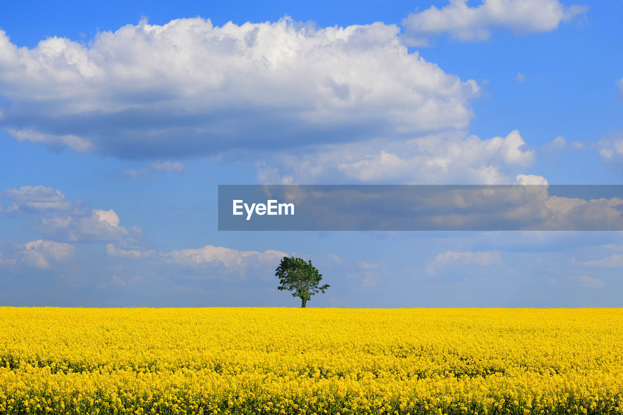 Scenic view of oilseed rape field against sky