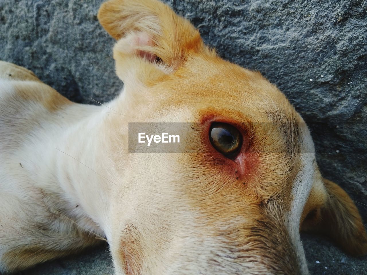 CLOSE-UP OF DOG LOOKING AWAY
