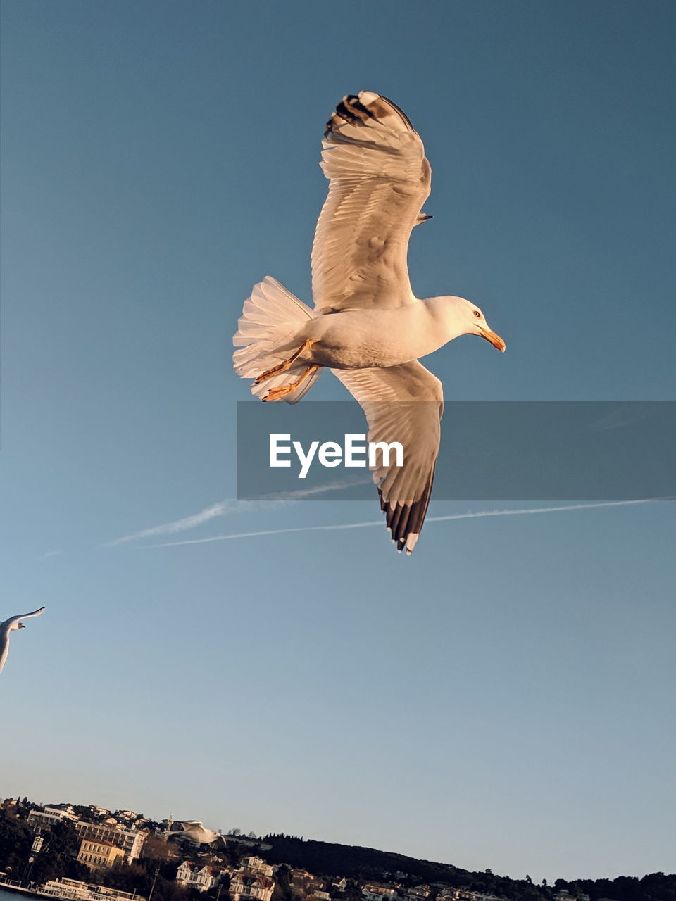 LOW ANGLE VIEW OF SEAGULL FLYING AGAINST CLEAR SKY