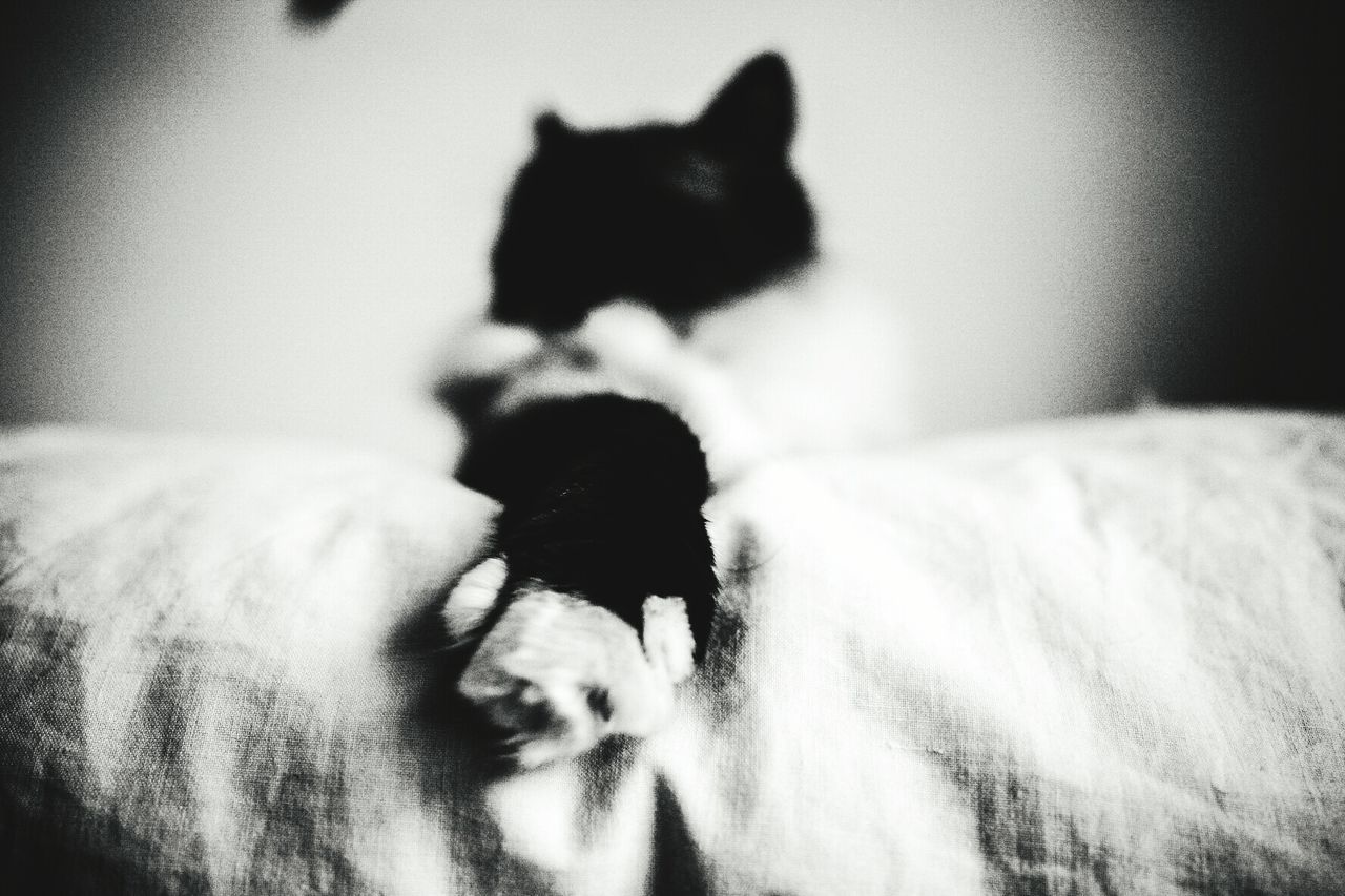 CLOSE-UP OF CAT SLEEPING ON COUCH