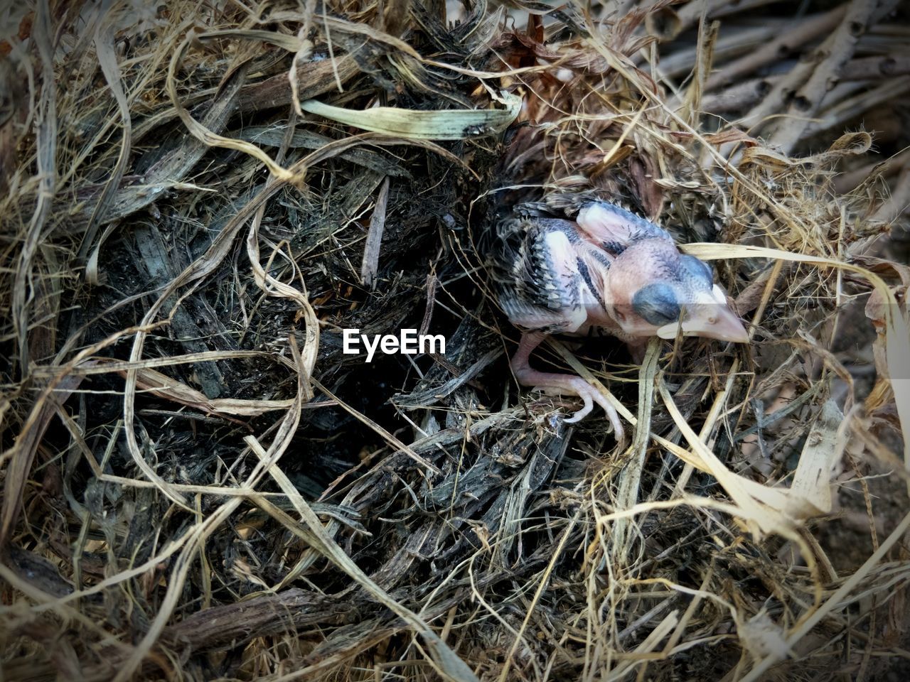 HIGH ANGLE VIEW OF BIRD ON NEST