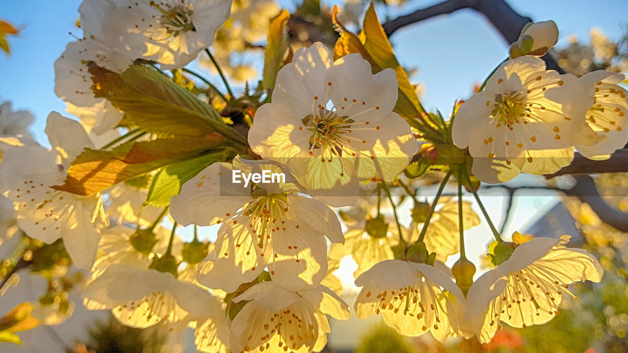 Close-up of white cherry blossom plant