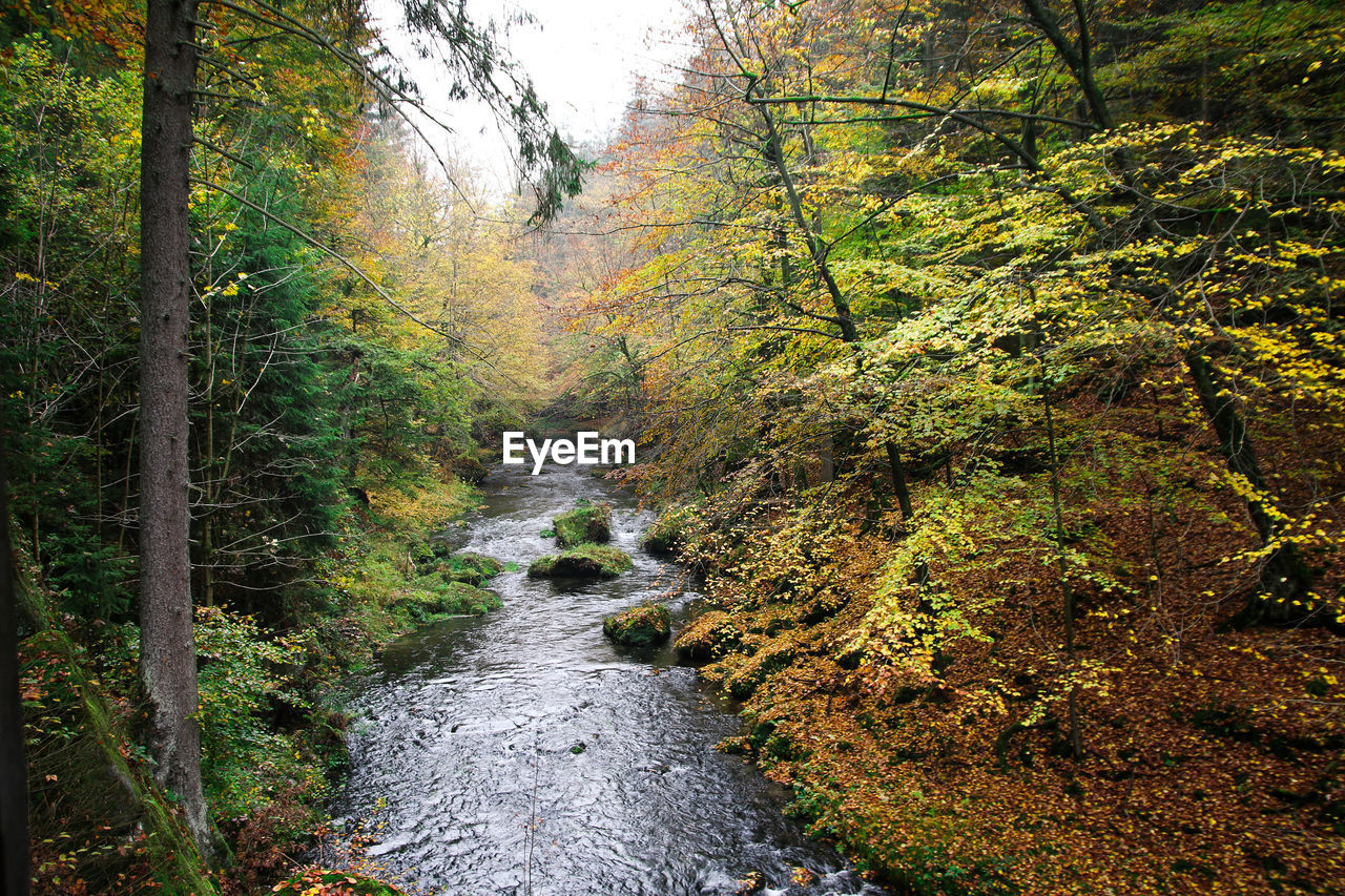 SCENIC VIEW OF STREAM IN FOREST