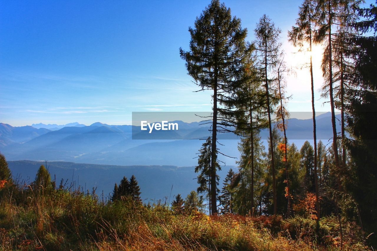 Trees in forest against sky