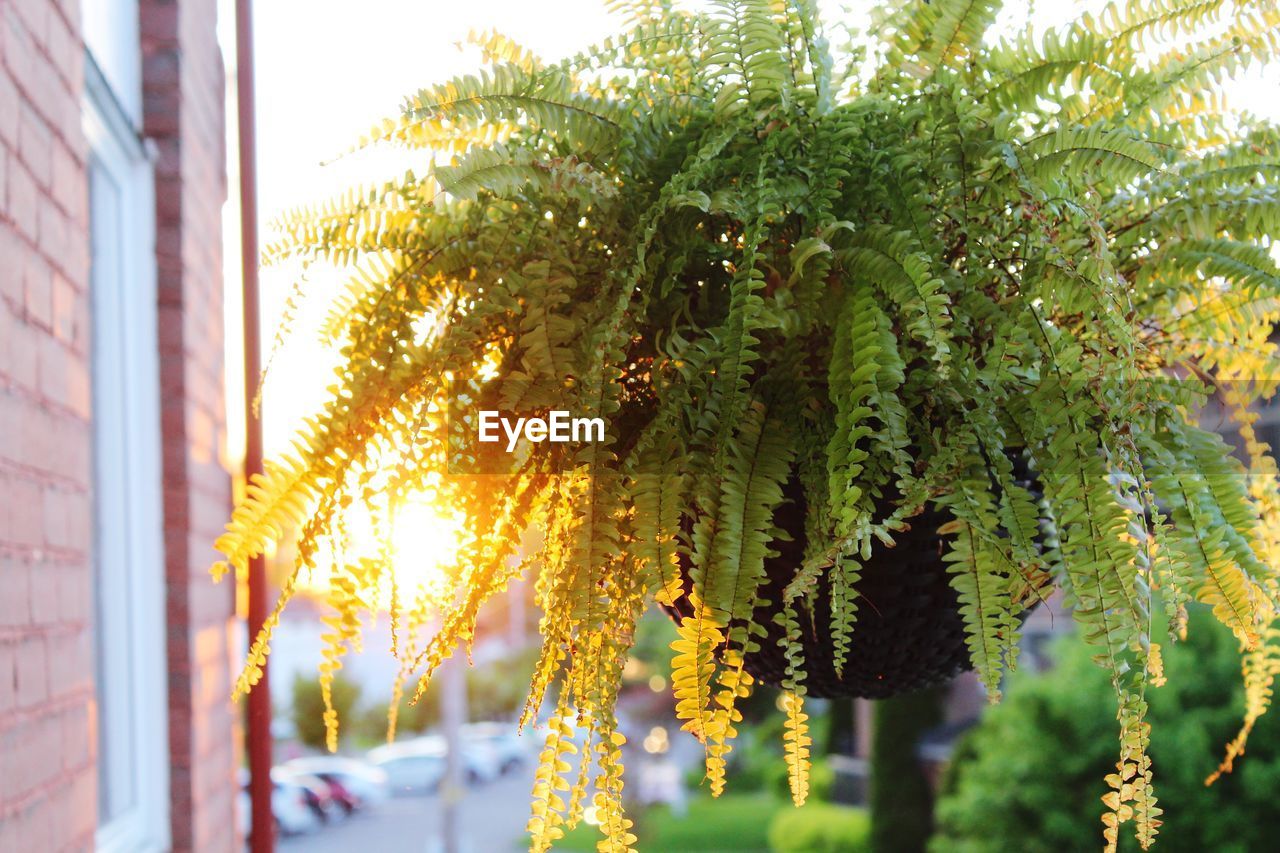 Close-up of fresh green plant against building