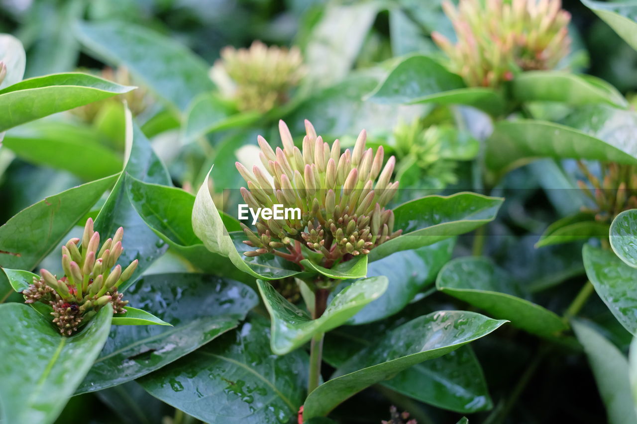 Close-up of plants