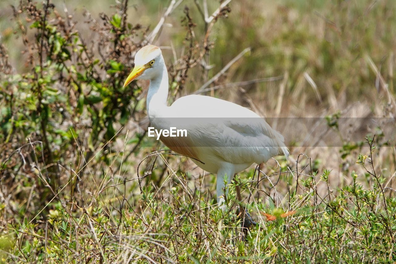 animal themes, animal, bird, animal wildlife, wildlife, one animal, plant, beak, nature, grass, no people, heron, white, full length, ibis, day, outdoors, side view, wetland, standing, focus on foreground