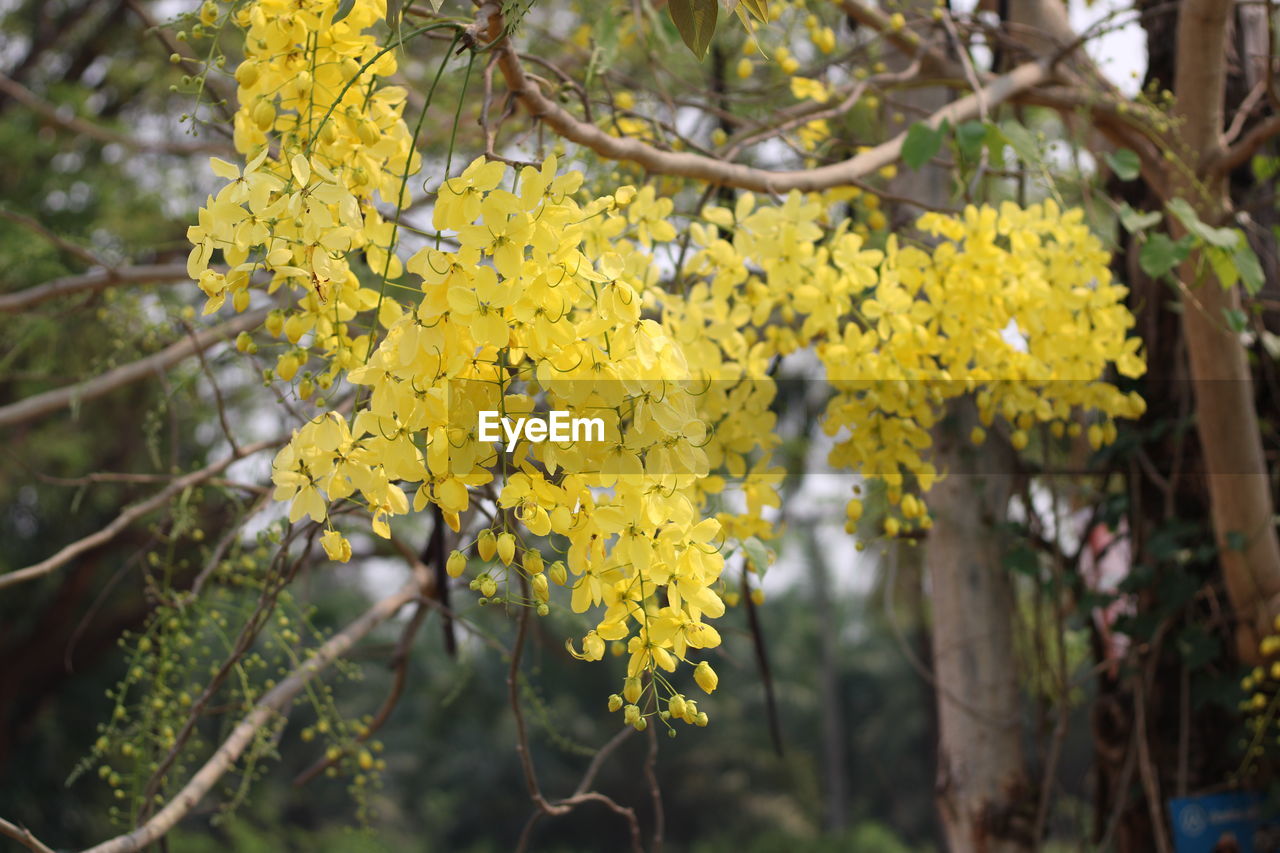 CLOSE-UP OF YELLOW FLOWERING PLANT AGAINST TREE