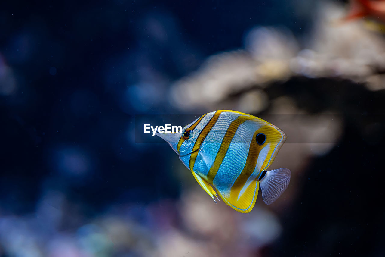 CLOSE-UP OF FISH SWIMMING UNDERWATER