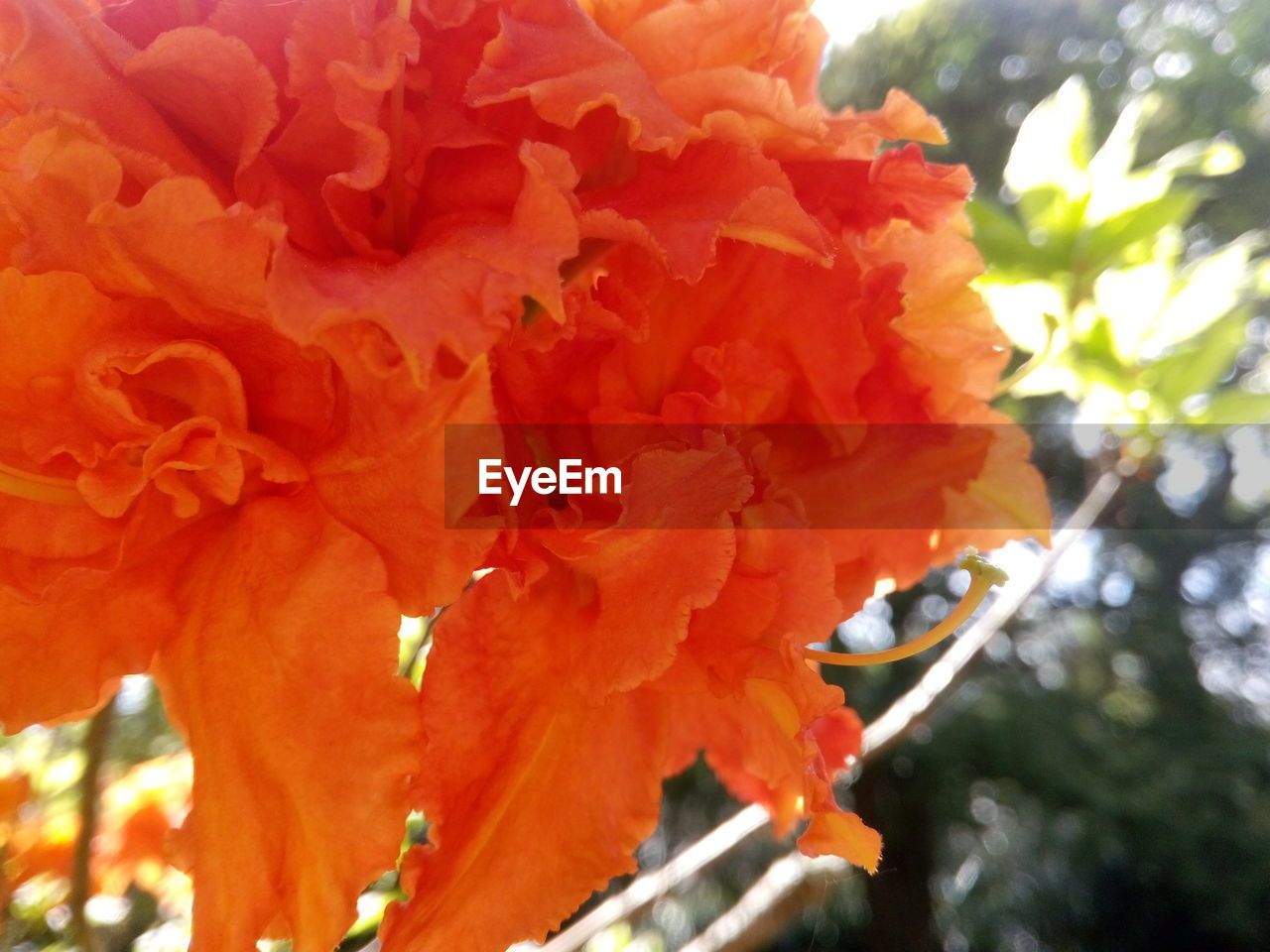 Close-up of red flower