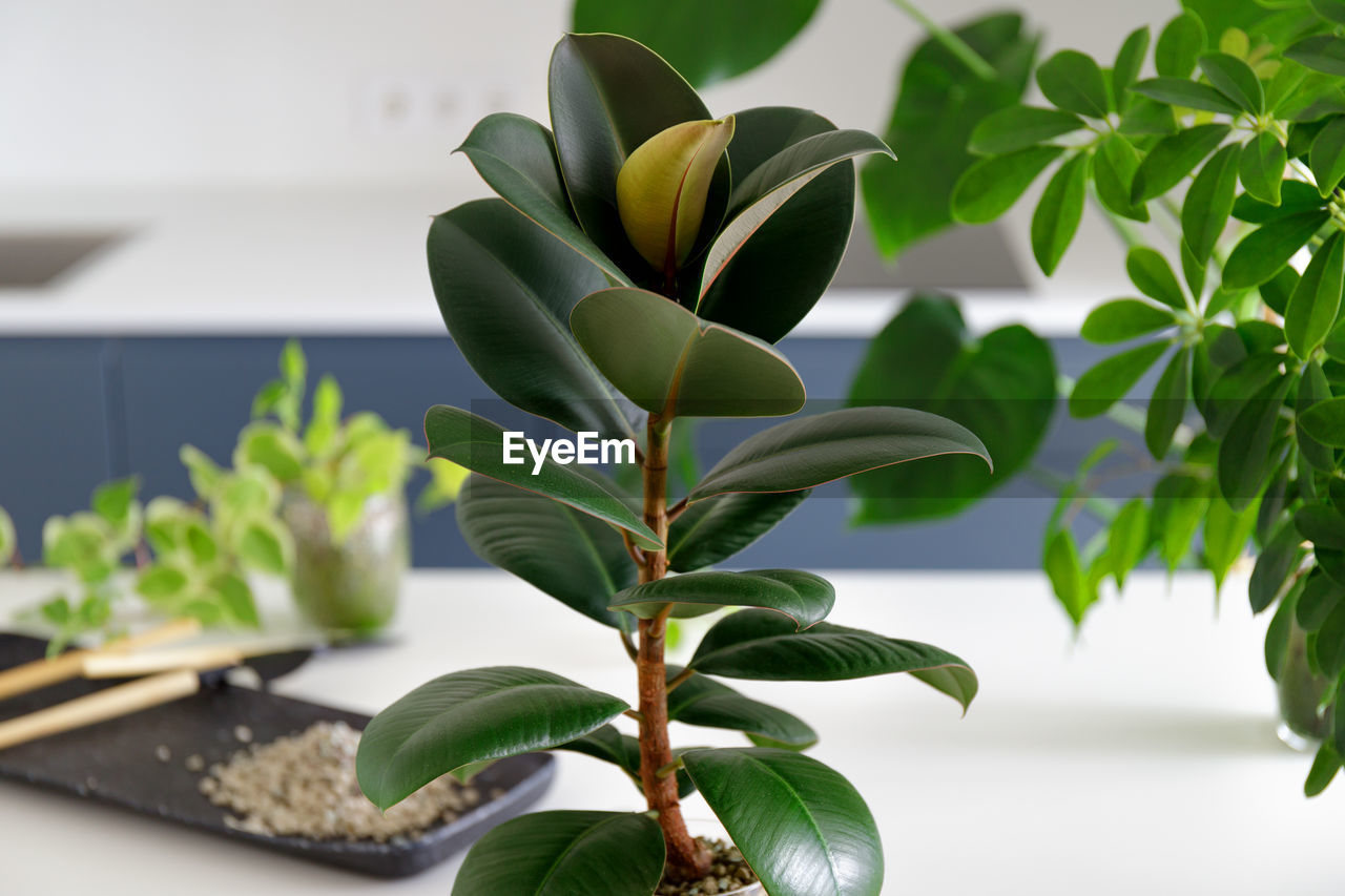 Ficus elastica plant closeup, air purifying houseplant