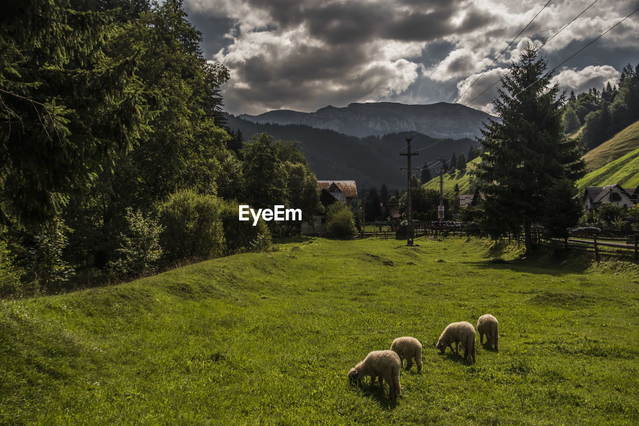 Sheep in a field