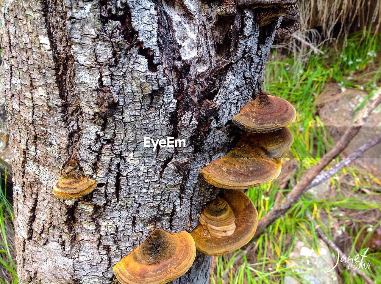 CLOSE-UP OF MUSHROOMS ON TREE TRUNK