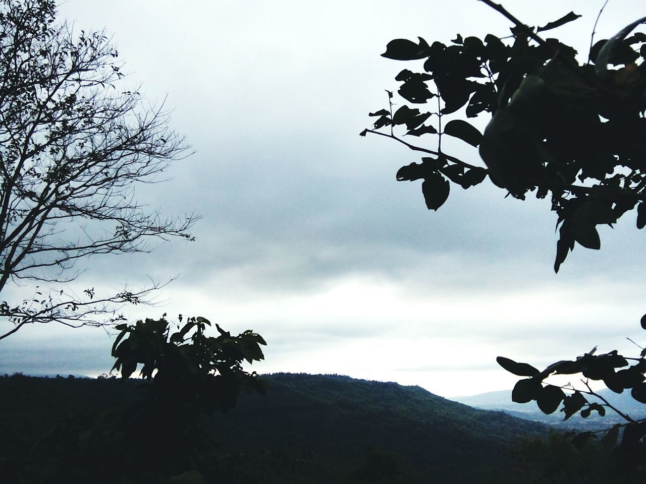 SILHOUETTE TREE AGAINST SKY