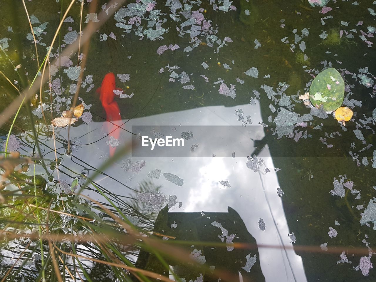 HIGH ANGLE VIEW OF DUCK SWIMMING ON PLANT