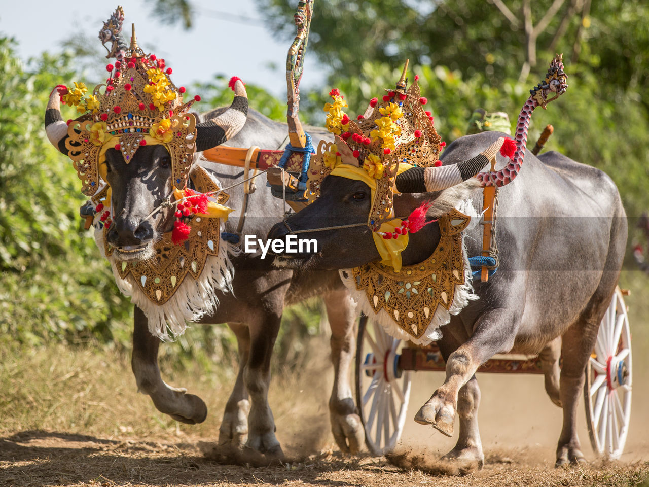 Two buffaloes at indonesian traditional race