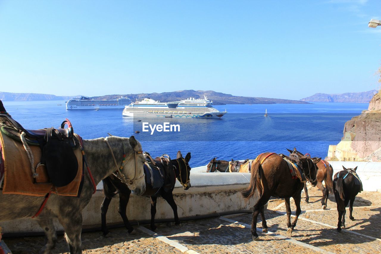 PANORAMIC VIEW OF HORSES ON SEA SHORE