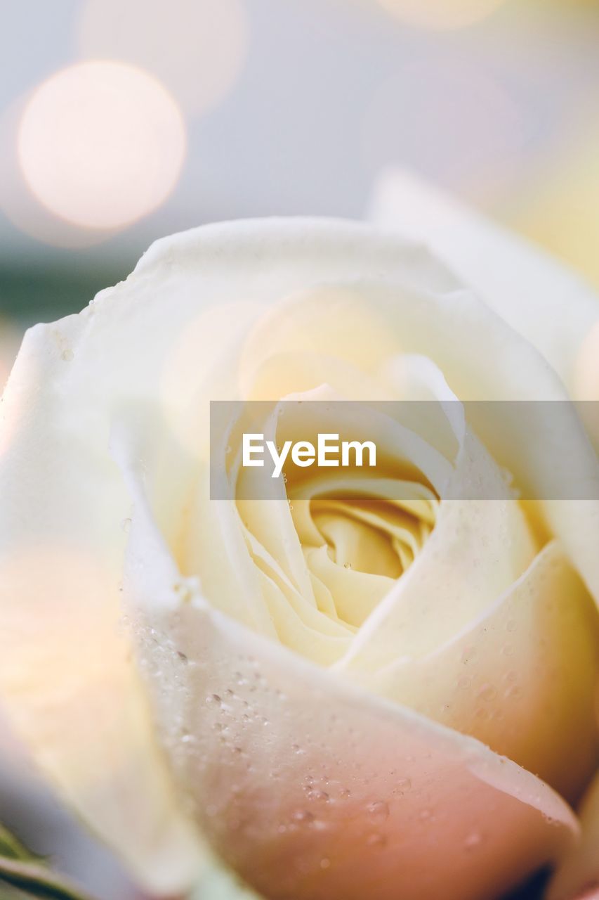 White rose close up romantic bright background 