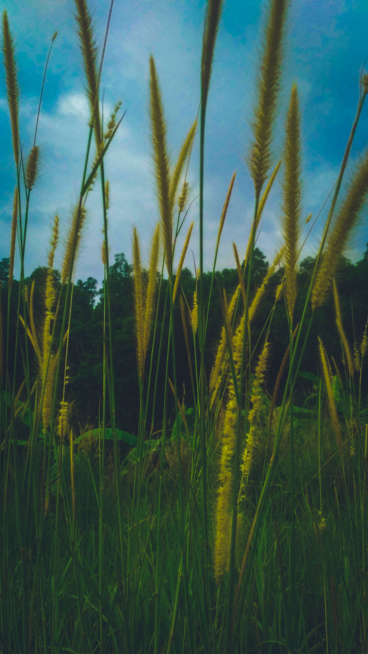 PLANTS GROWING ON FIELD