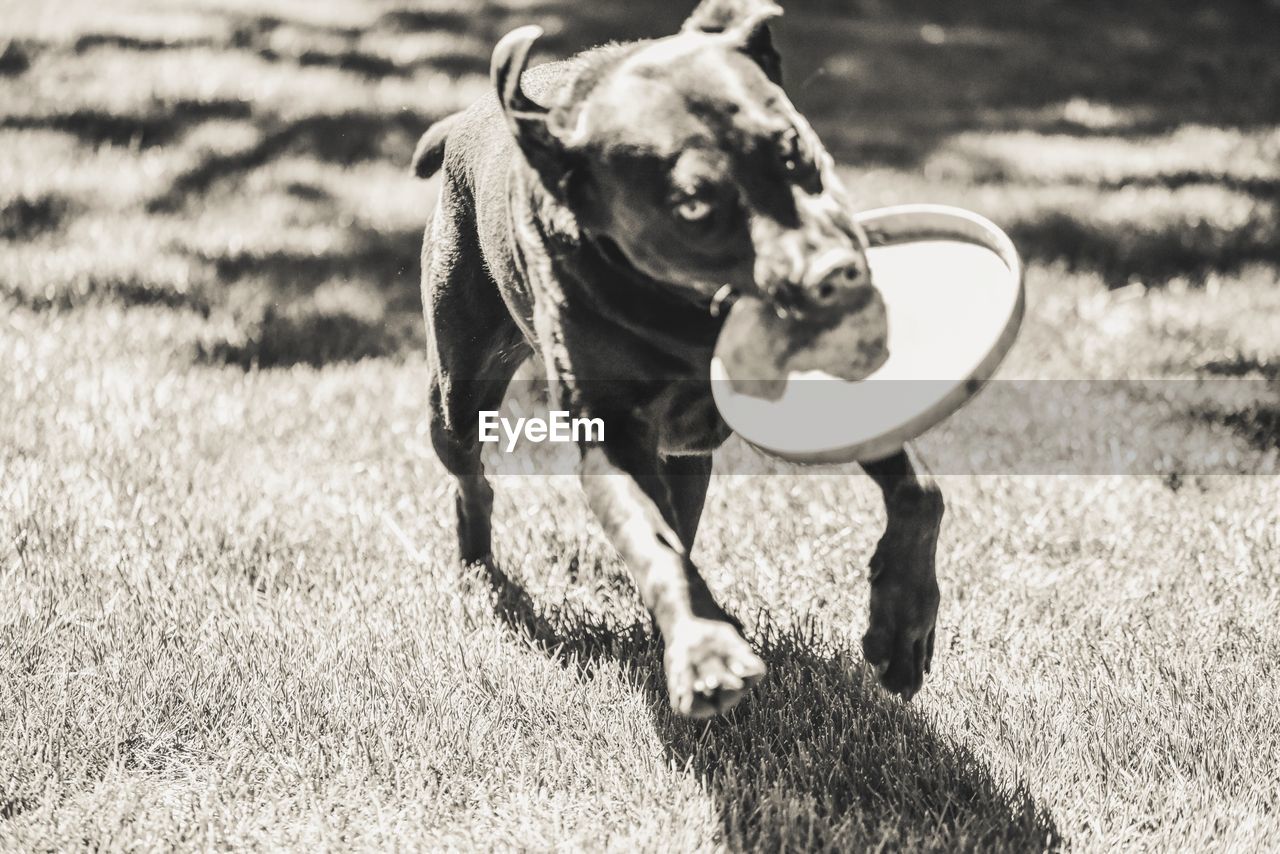 Dog running while carrying disc on field