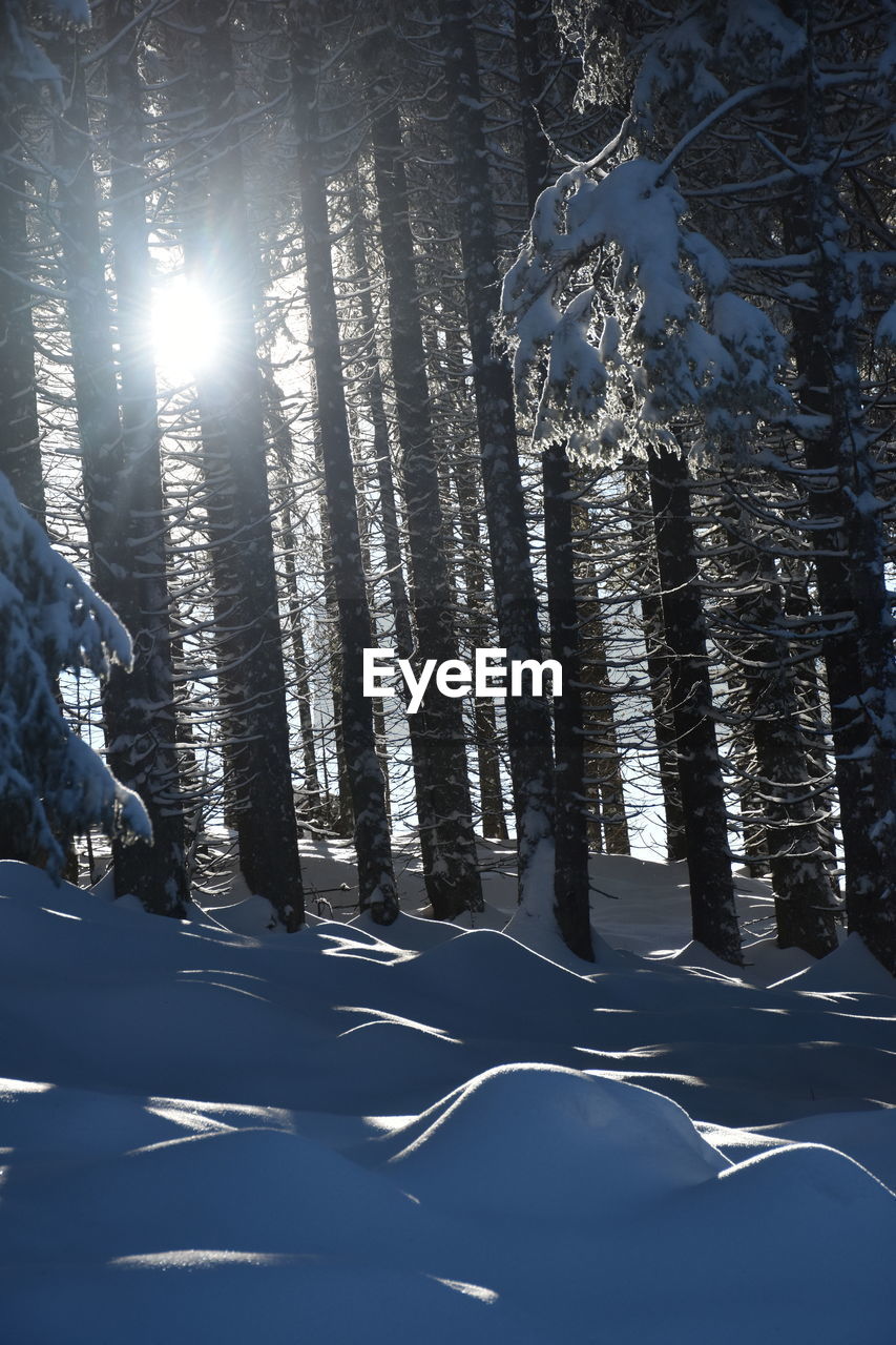 Snow covered land and trees in forest