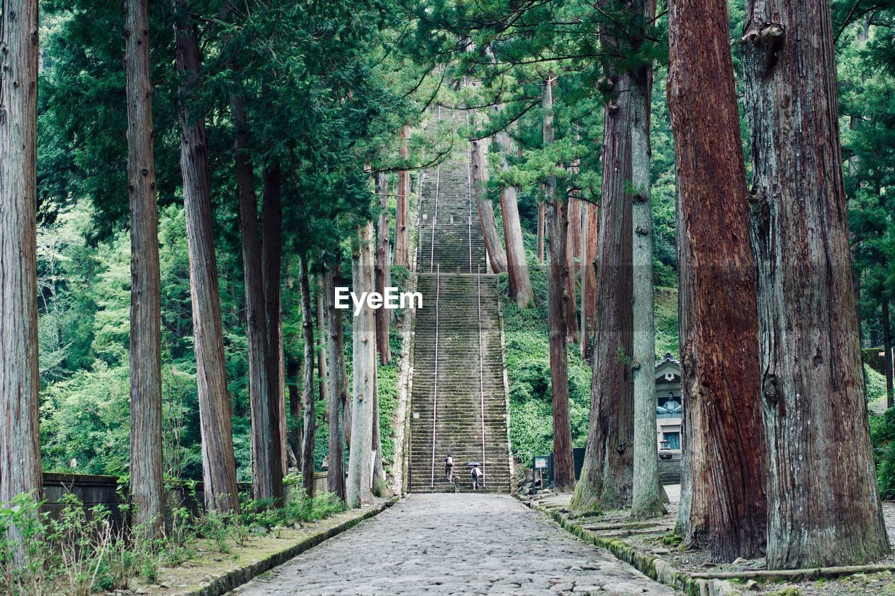 Walkway amidst trees in forest