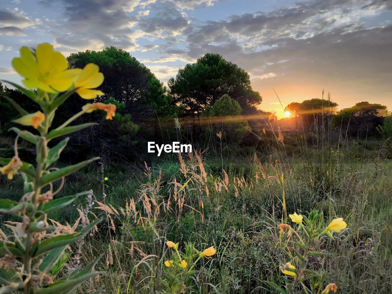 SCENIC VIEW OF FLOWERING PLANTS ON FIELD AGAINST SKY