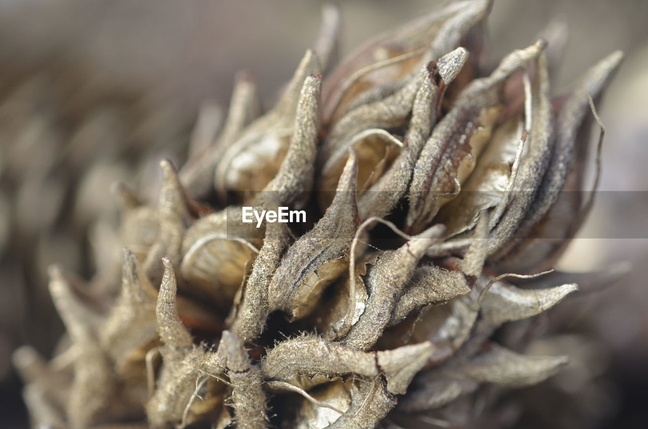 CLOSE UP OF DRIED PLANT