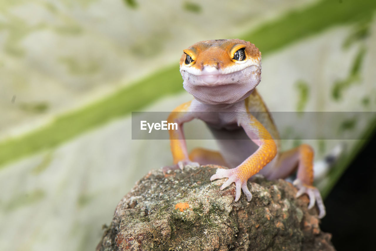 High angle view of lizard on rock