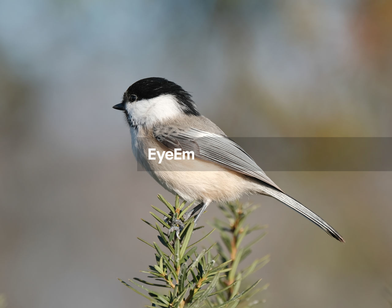 A chickadee perched on a branch