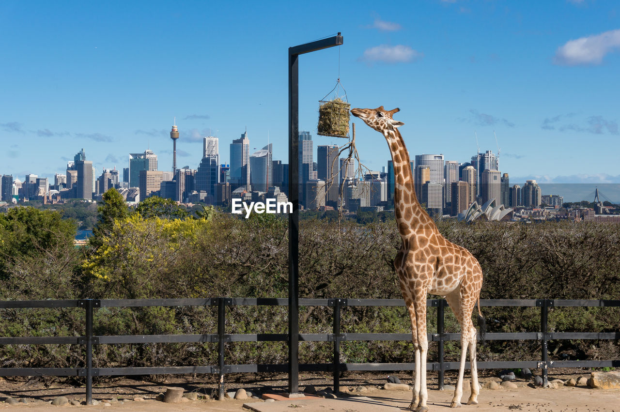 African giraffe at taronga zoo with sydney cityscape and sydney opera house on the background